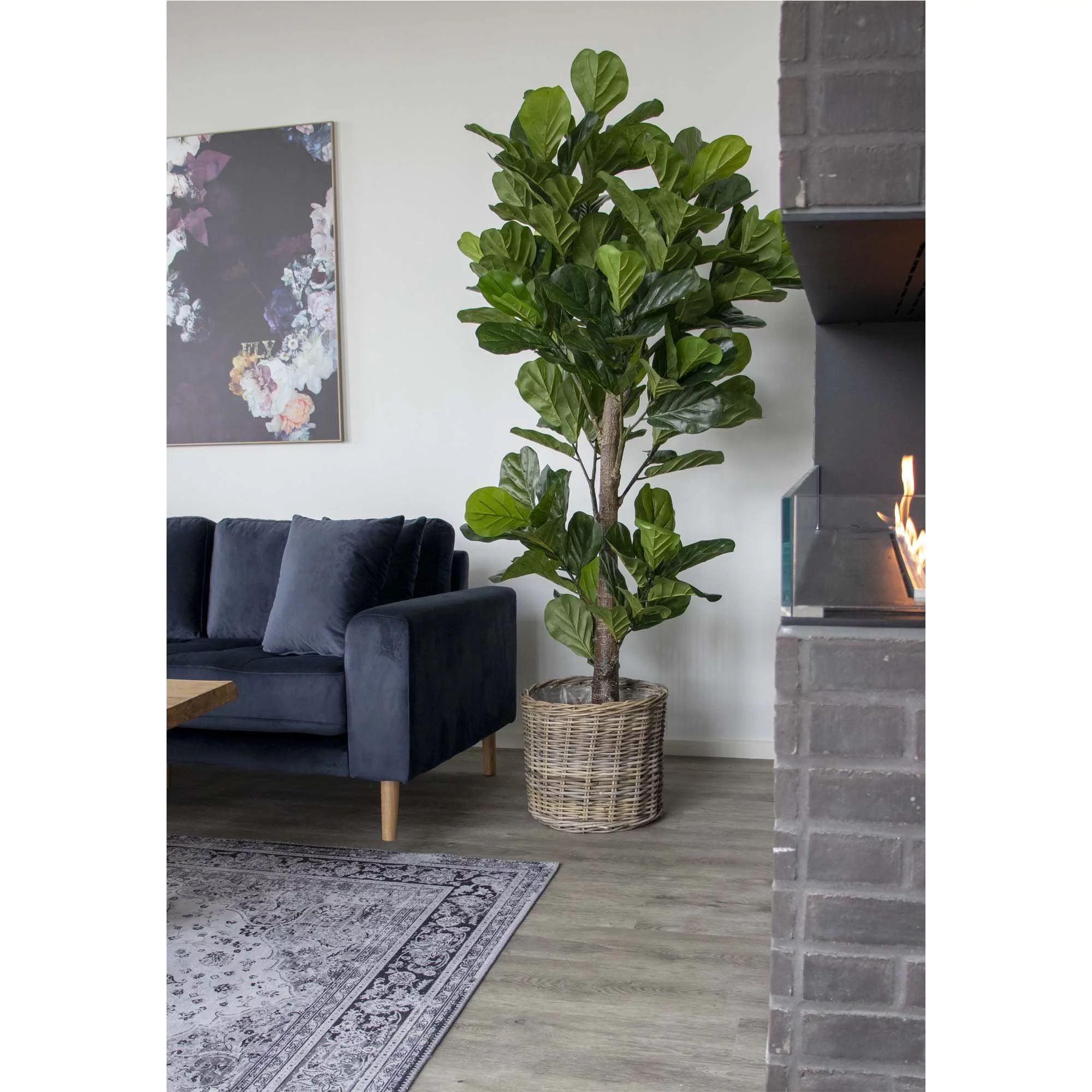 vioolbladplant in woonkamer