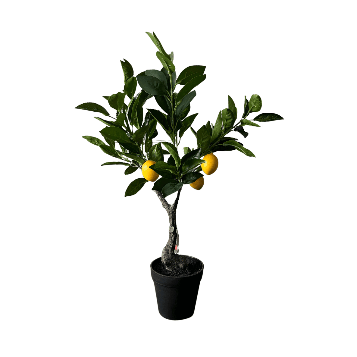 Seidener Zitronenbaum